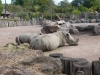 20180909_PairiDaiza-073