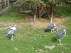 20180909_PairiDaiza-074