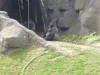 20180909_PairiDaiza-078