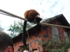 20180909_PairiDaiza-081