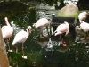 20180909_PairiDaiza-094