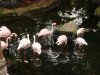 20180909_PairiDaiza-105