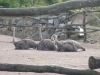 20180909_PairiDaiza-118