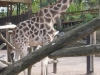 20180909_PairiDaiza-119