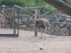 20180909_PairiDaiza-120
