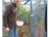 Freddy Tomate