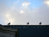 20181209_Bruges_142